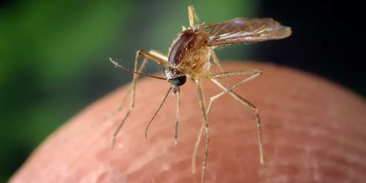 Llega a España la temporada alta de mosquitos y los expertos dan con un integrante que evitará las picaduras